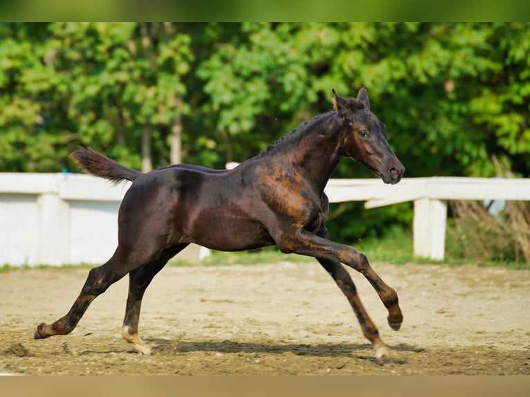 Österreichisches Warmblut Hengst Fohlen (06/2025) 170 cm Rappe in Reichenfels