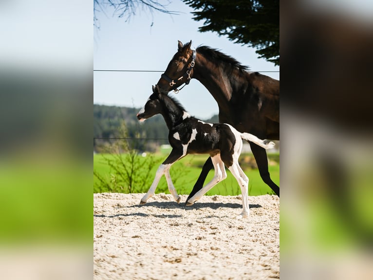 Österreichisches Warmblut Hengst Fohlen (04/2025) 170 cm Schecke in Altmelon