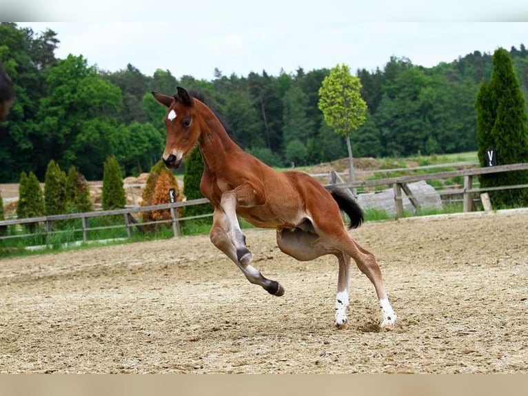 Österreichisches Warmblut Hengst Fohlen (04/2025) 172 cm Brauner in St Marein bei Graz