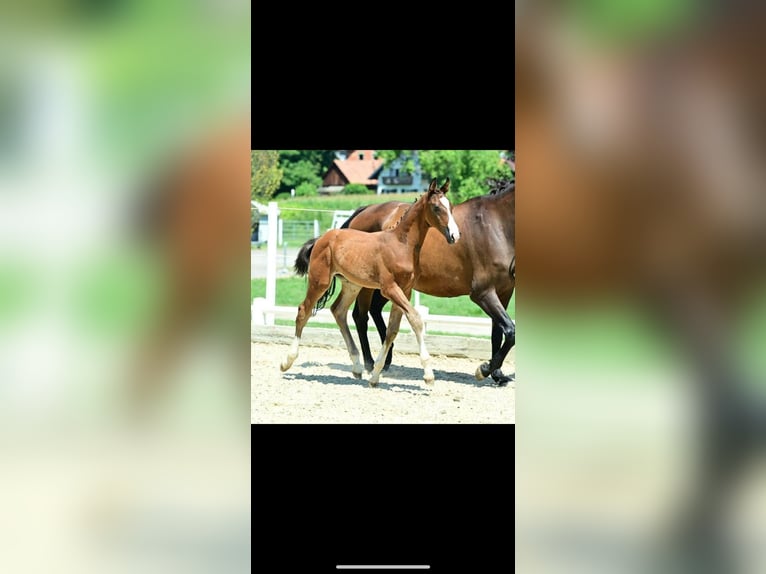 Österreichisches Warmblut Hengst Fohlen (05/2025) 172 cm Brauner in Bad Radkersburg