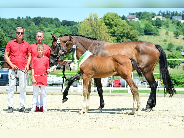 Österreichisches Warmblut Hengst Fohlen (05/2025) 172 cm Brauner in Bad Radkersburg