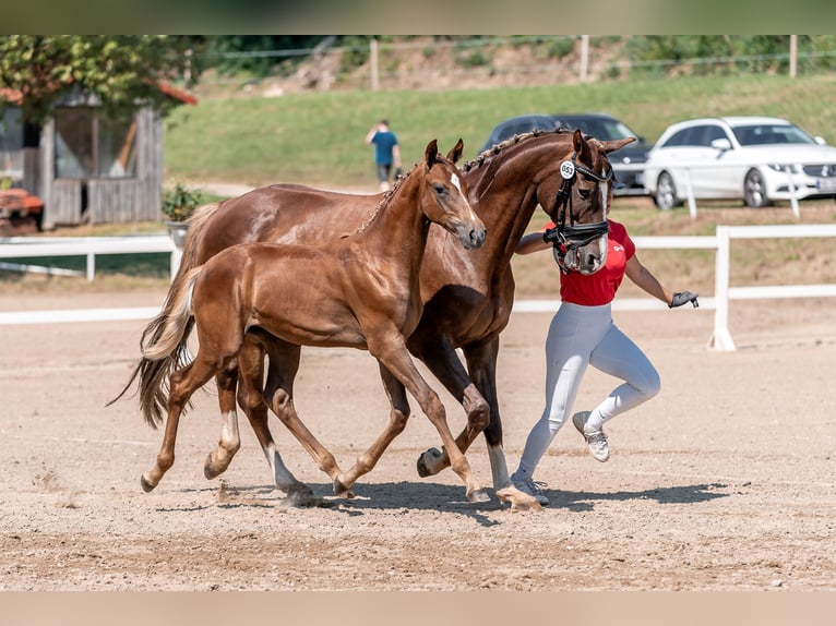 Österreichisches Warmblut Hengst Fohlen (01/2024) 172 cm Dunkelfuchs in Kleinsteinbach