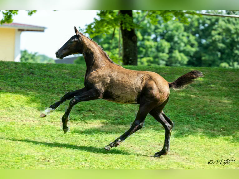 Österreichisches Warmblut Hengst Fohlen (02/2025) 172 cm Rappe in Amstetten