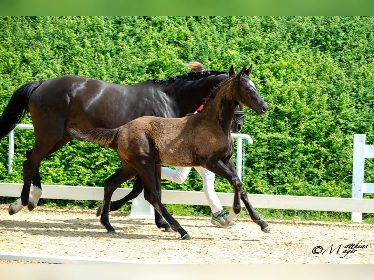 Österreichisches Warmblut Hengst Fohlen (02/2025) 172 cm Rappe in Amstetten