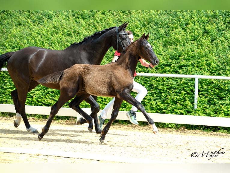 Österreichisches Warmblut Hengst Fohlen (02/2025) 172 cm Rappe in Amstetten