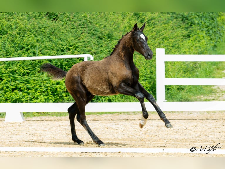 Österreichisches Warmblut Hengst Fohlen (02/2025) 172 cm Rappe in Amstetten