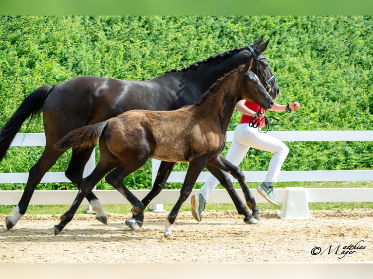 Österreichisches Warmblut Hengst Fohlen (02/2025) 172 cm Rappe in Amstetten