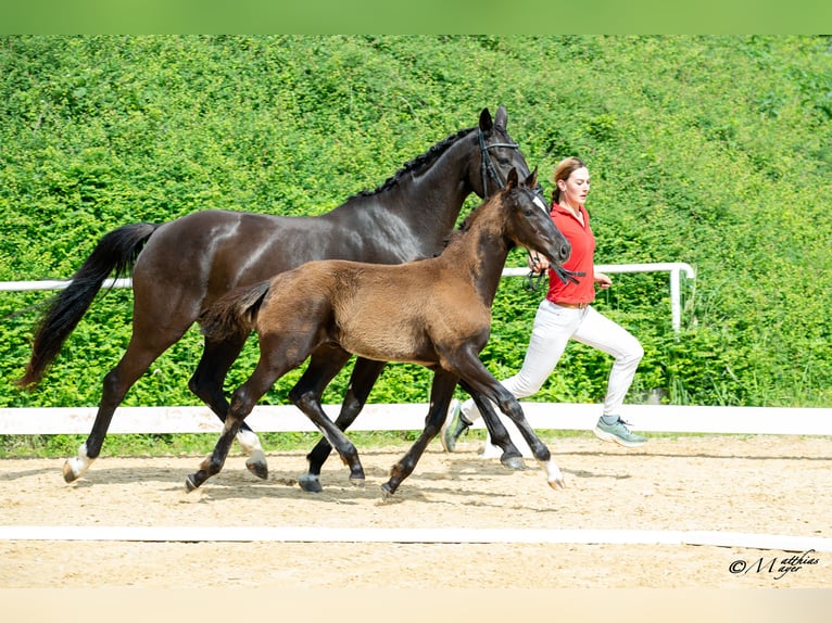 Österreichisches Warmblut Hengst Fohlen (02/2025) 172 cm Rappe in Amstetten
