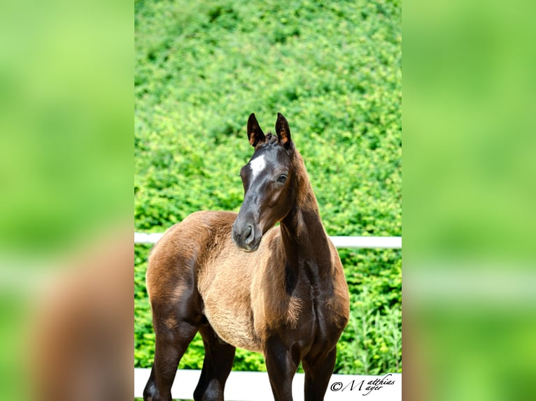 Österreichisches Warmblut Hengst Fohlen (02/2025) 172 cm Rappe in Amstetten