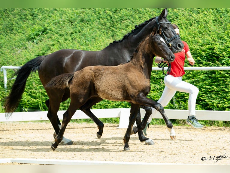 Österreichisches Warmblut Hengst Fohlen (02/2025) 172 cm Rappe in Amstetten