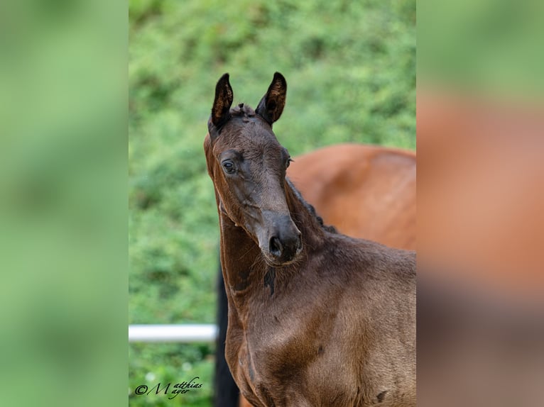 Österreichisches Warmblut Hengst Fohlen (05/2026) 172 cm Rappe in Wolfsbach