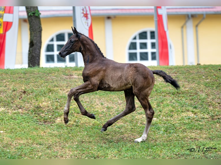 Österreichisches Warmblut Hengst Fohlen (05/2026) 172 cm Rappe in Wolfsbach