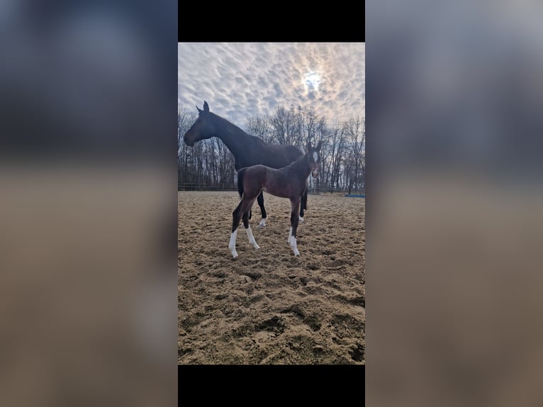 Österreichisches Warmblut Hengst Fohlen (03/2025) 172 cm Schwarzbrauner in Bad Radkersburg