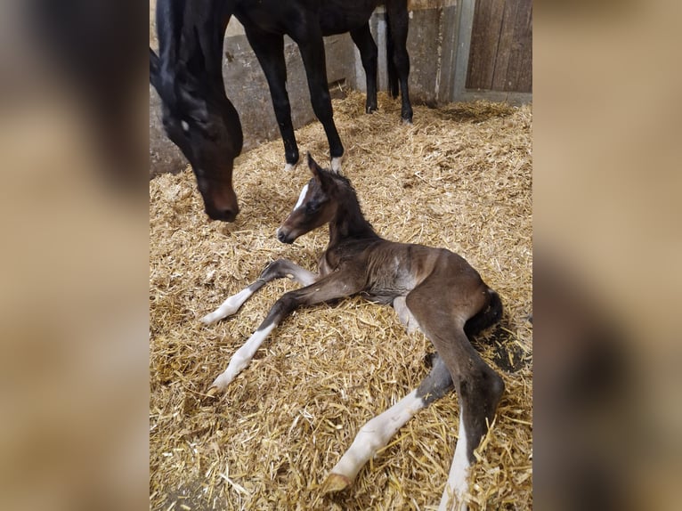 Österreichisches Warmblut Hengst Fohlen (03/2025) 172 cm Schwarzbrauner in Bad Radkersburg