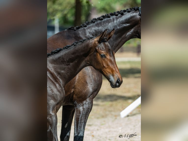 Österreichisches Warmblut Hengst Fohlen (04/2026) 172 cm Schwarzbrauner in Scheibbs