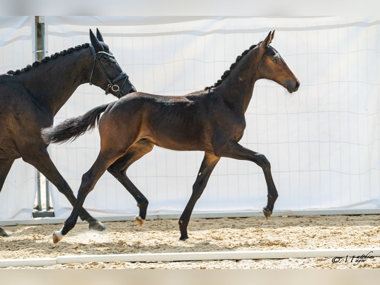 Österreichisches Warmblut Hengst Fohlen (04/2026) 172 cm Schwarzbrauner in Scheibbs