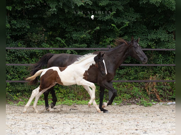 Österreichisches Warmblut Hengst Fohlen (05/2024) 172 cm Tobiano-alle-Farben in Entschendorf