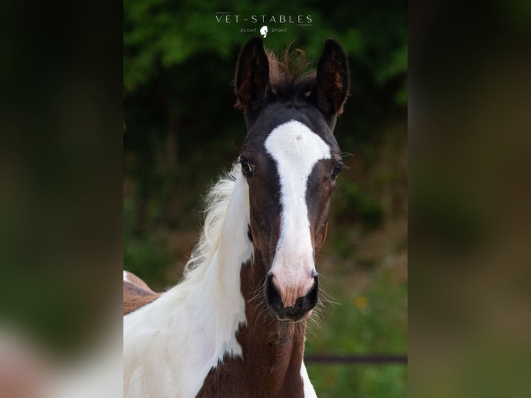 Österreichisches Warmblut Hengst Fohlen (05/2024) 172 cm Tobiano-alle-Farben in Entschendorf