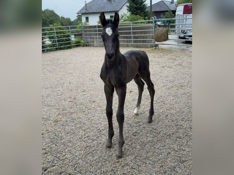 Österreichisches Warmblut Hengst Fohlen (06/2026) 180 cm Rappe in Wolfsegg