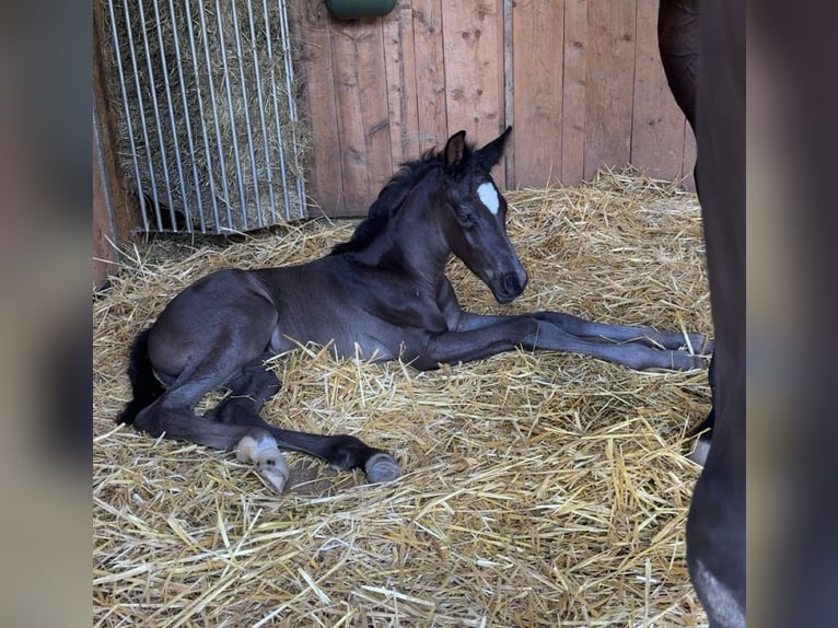 Österreichisches Warmblut Hengst Fohlen (06/2026) 180 cm Rappe in Wolfsegg