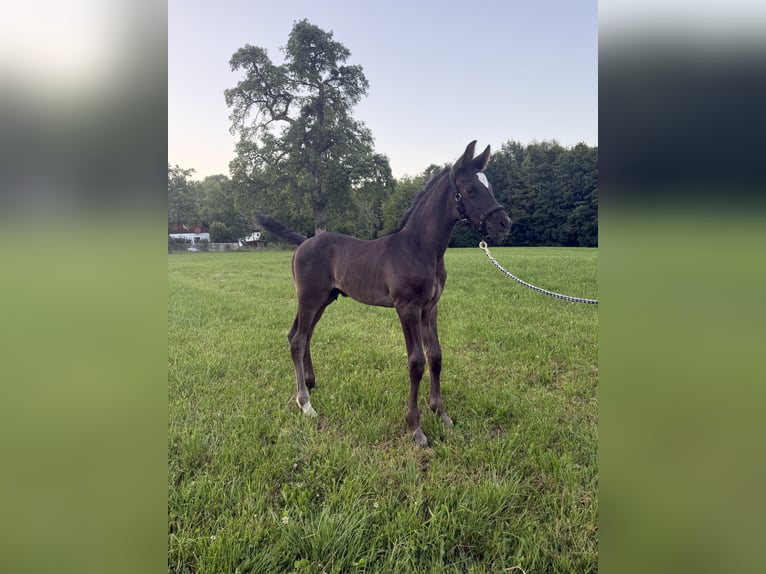 Österreichisches Warmblut Hengst Fohlen (06/2026) 180 cm Rappe in Wolfsegg
