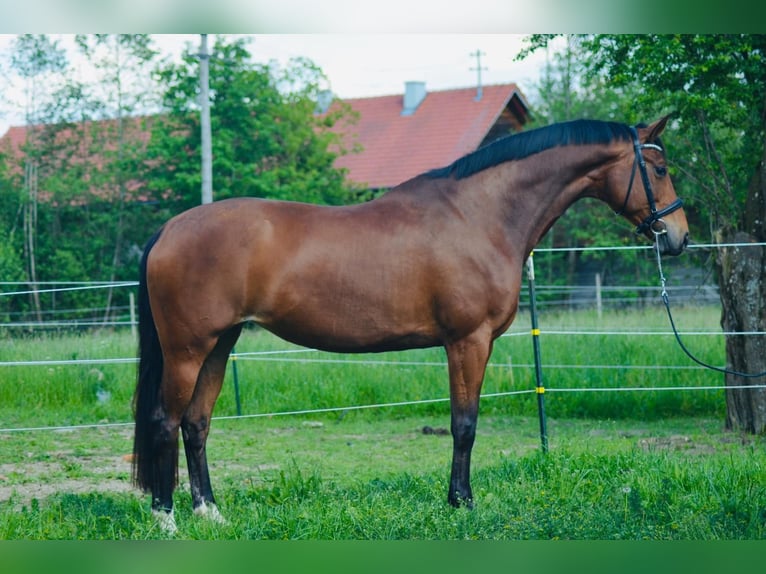 Österreichisches Warmblut Hengst Fohlen (06/2024) Brauner in Andorf