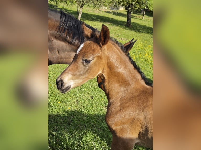 Österreichisches Warmblut Hengst Fohlen (05/2026) Brauner in Haidershofen