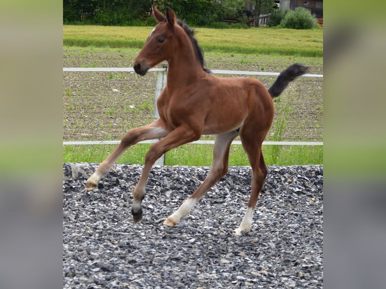 Österreichisches Warmblut Hengst  Brauner in Langenwag