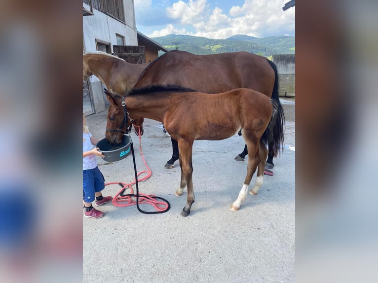 Österreichisches Warmblut Hengst  Brauner in Langenwag