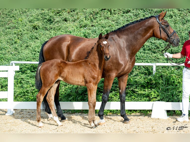 Österreichisches Warmblut Hengst Fohlen (04/2026) Brauner in Lieserbrücke