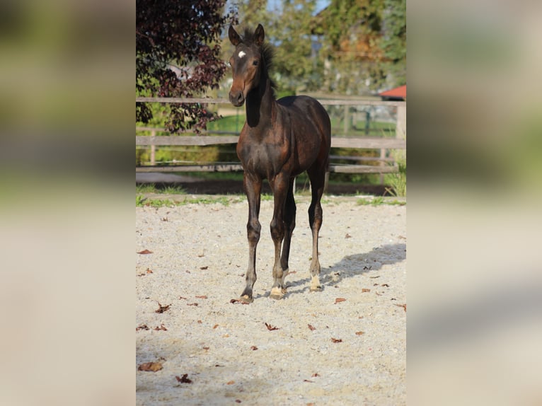 Österreichisches Warmblut Hengst Fohlen (06/2024) Brauner in Bad Hall