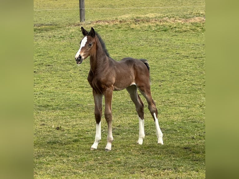 Österreichisches Warmblut Hengst  Brauner in Aurolzmünster