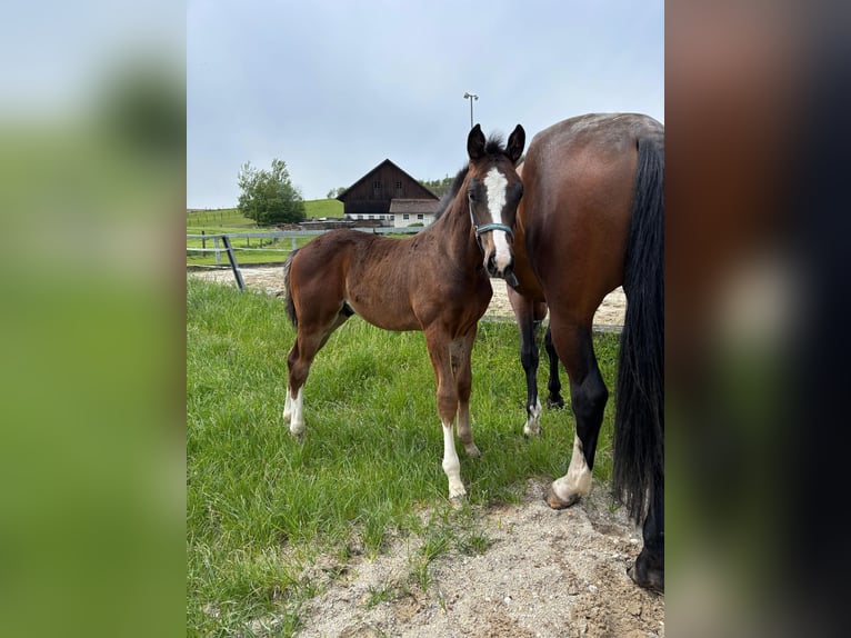 Österreichisches Warmblut Hengst  Brauner in Aurolzmünster