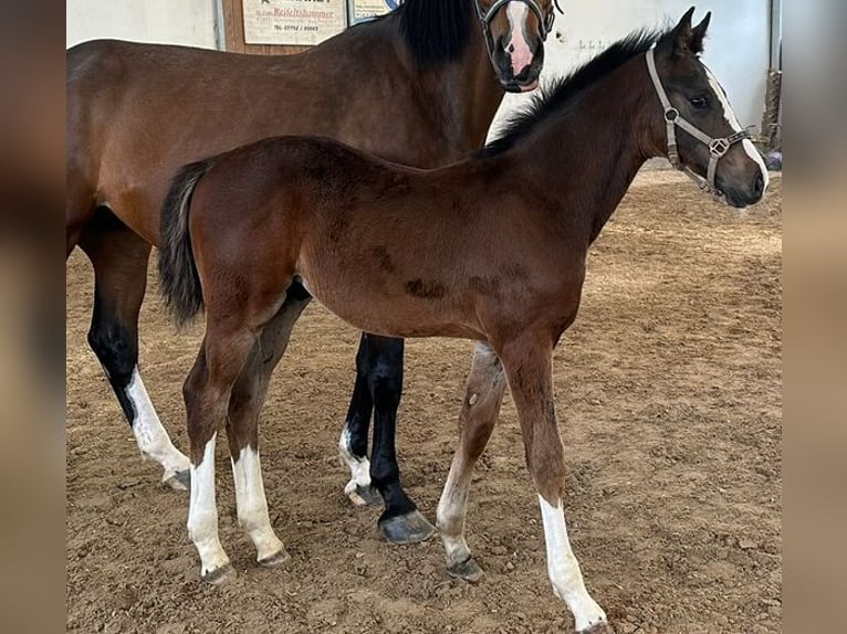 Österreichisches Warmblut Hengst  Brauner in Aurolzmünster