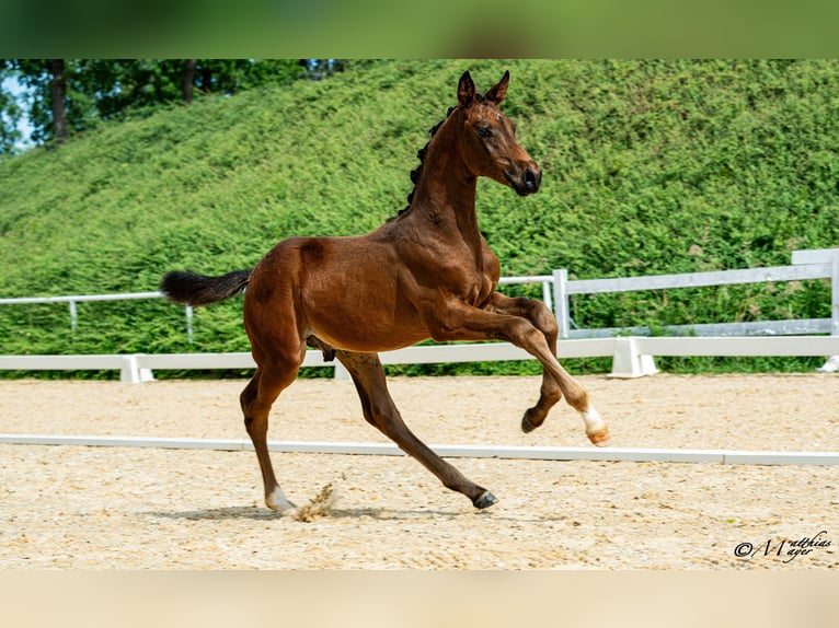 Österreichisches Warmblut Hengst Fohlen (04/2026)  in Seekirchen a. W.