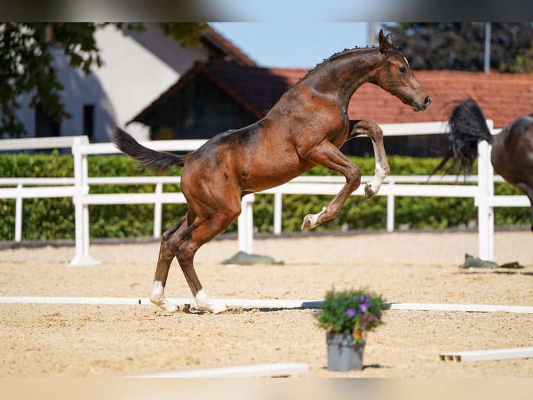Österreichisches Warmblut Hengst Fohlen (05/2026) Dunkelbrauner in Pennewang