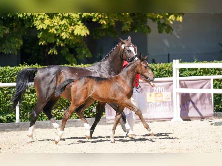 Österreichisches Warmblut Hengst Fohlen (05/2026) Dunkelbrauner in Pennewang
