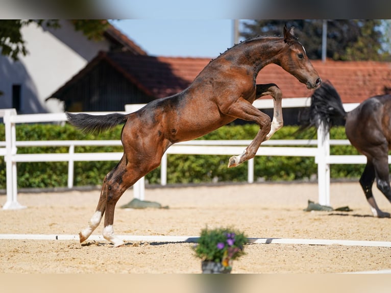 Österreichisches Warmblut Hengst Fohlen (05/2026) Dunkelbrauner in Pennewang