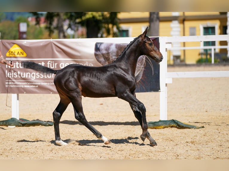 Österreichisches Warmblut Hengst Fohlen (05/2026) Dunkelbrauner in Pennewang