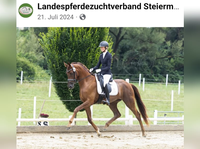Österreichisches Warmblut Hengst Fohlen (03/2026) Dunkelfuchs in Liezen