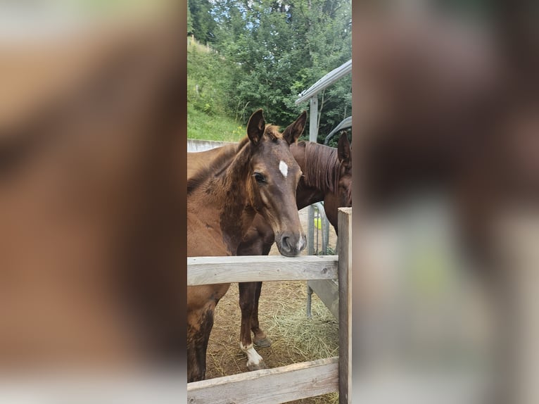Österreichisches Warmblut Hengst Fohlen (03/2026) Dunkelfuchs in Liezen