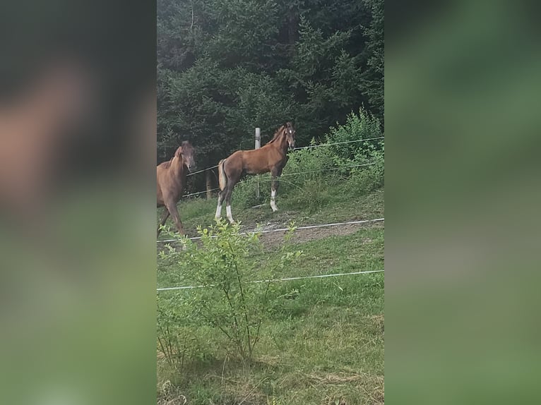 Österreichisches Warmblut Hengst Fohlen (03/2026) Dunkelfuchs in Liezen