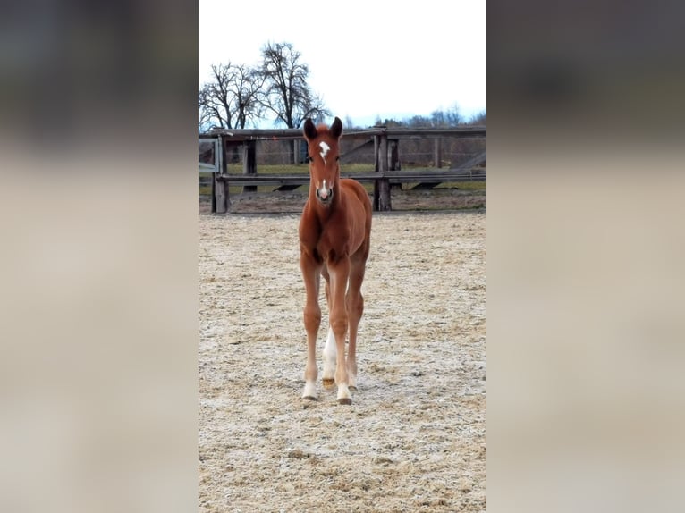 Österreichisches Warmblut Hengst Fohlen (03/2025) Dunkelfuchs in Haidershofen