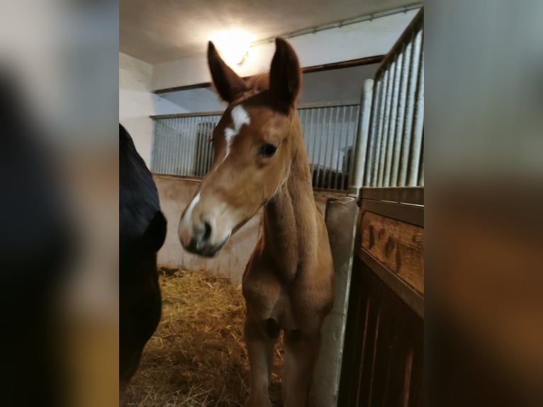 Österreichisches Warmblut Hengst Fohlen (03/2025) Dunkelfuchs in Haidershofen
