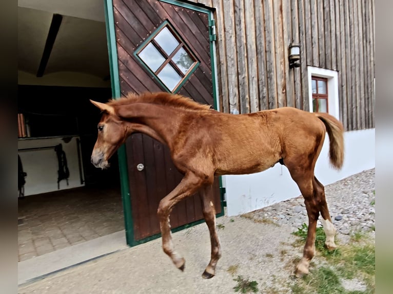 Österreichisches Warmblut Hengst Fohlen (03/2025) Dunkelfuchs in Haidershofen