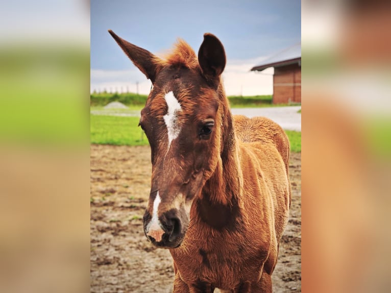 Österreichisches Warmblut Hengst Fohlen (03/2025) Dunkelfuchs in Haidershofen