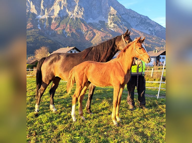 Österreichisches Warmblut Hengst Fohlen (05/2024) Fuchs in Öblarn