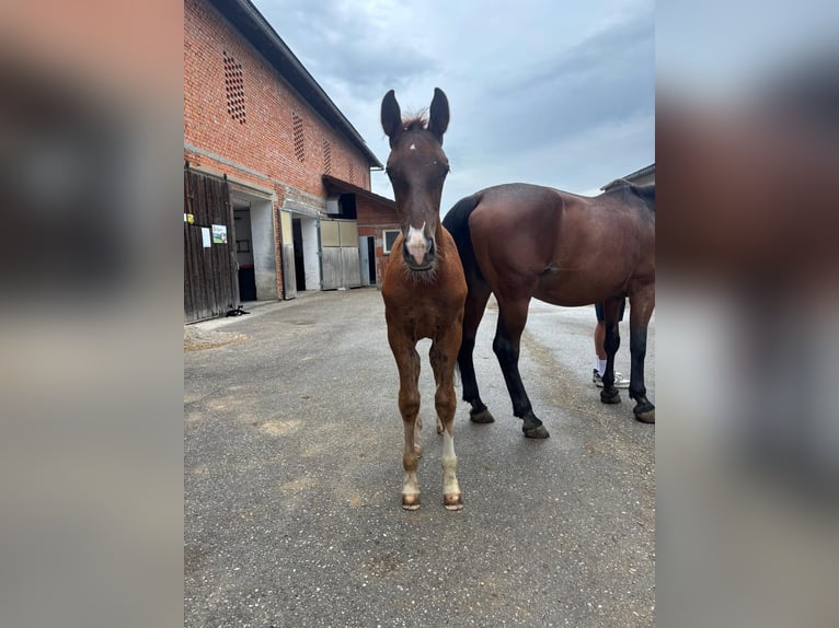 Österreichisches Warmblut Hengst Fohlen (06/2026) Fuchs in Seitenstetten