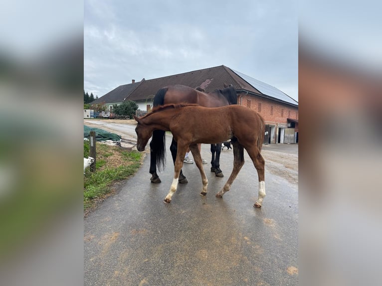 Österreichisches Warmblut Hengst Fohlen (06/2026) Fuchs in Seitenstetten