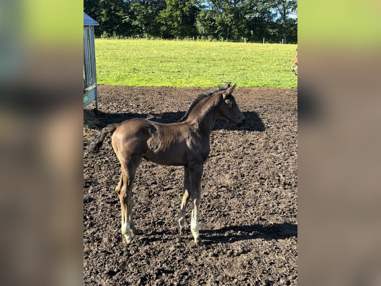 Österreichisches Warmblut Hengst Fohlen (05/2026) Rappe in Laaben